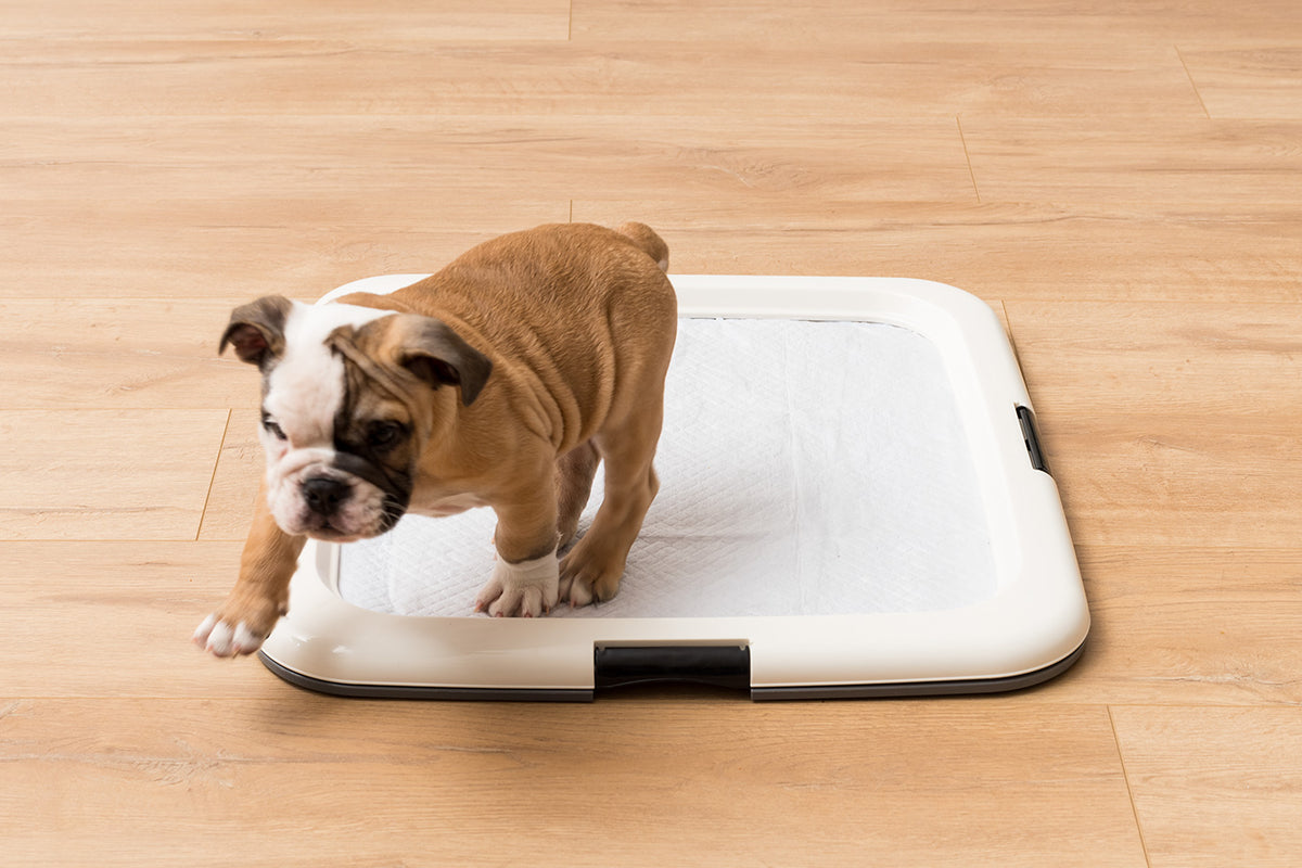 FT-SQ_DarkGray-OffWhite_Lifestyle_Puppy_12